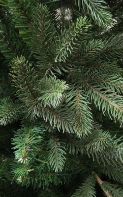 Сосна 260 см Black Box Ирландская Голландия ветви