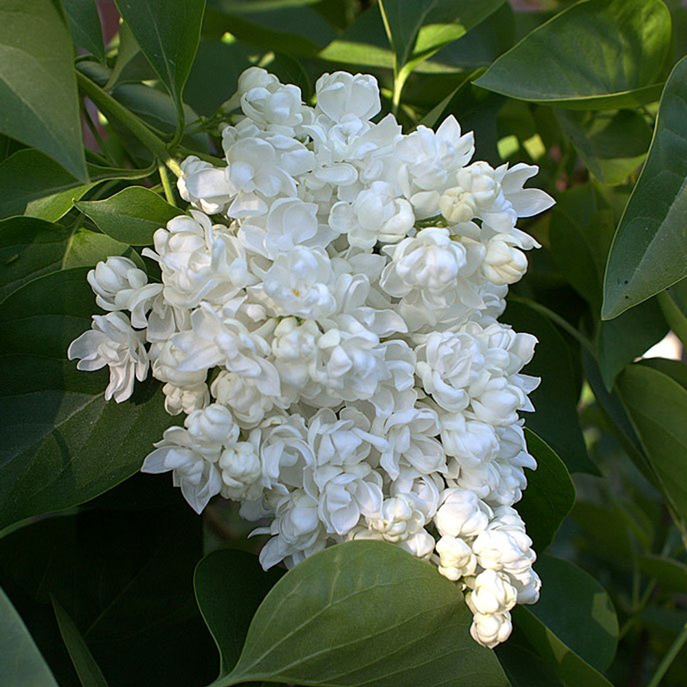 Сирень vulgaris Pamyat o Kolesnikove