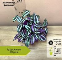 Новинки