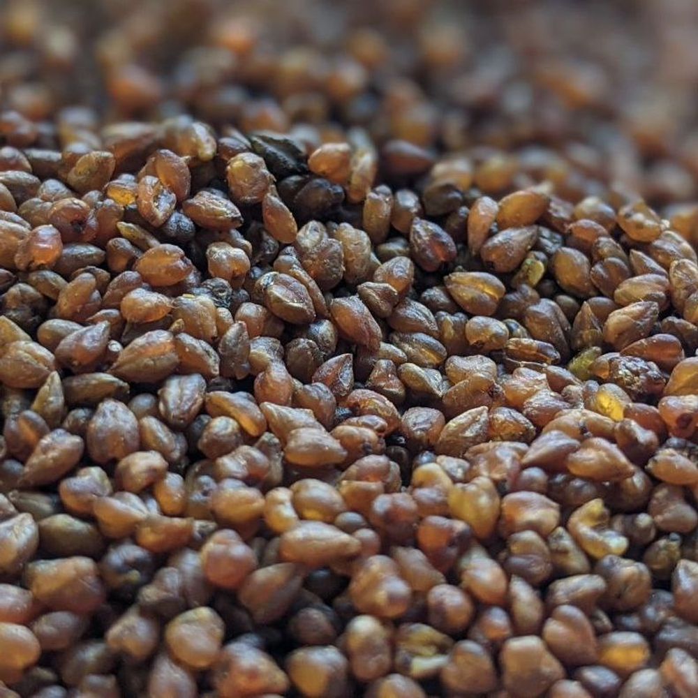 Ку Цяо Гречичный чай