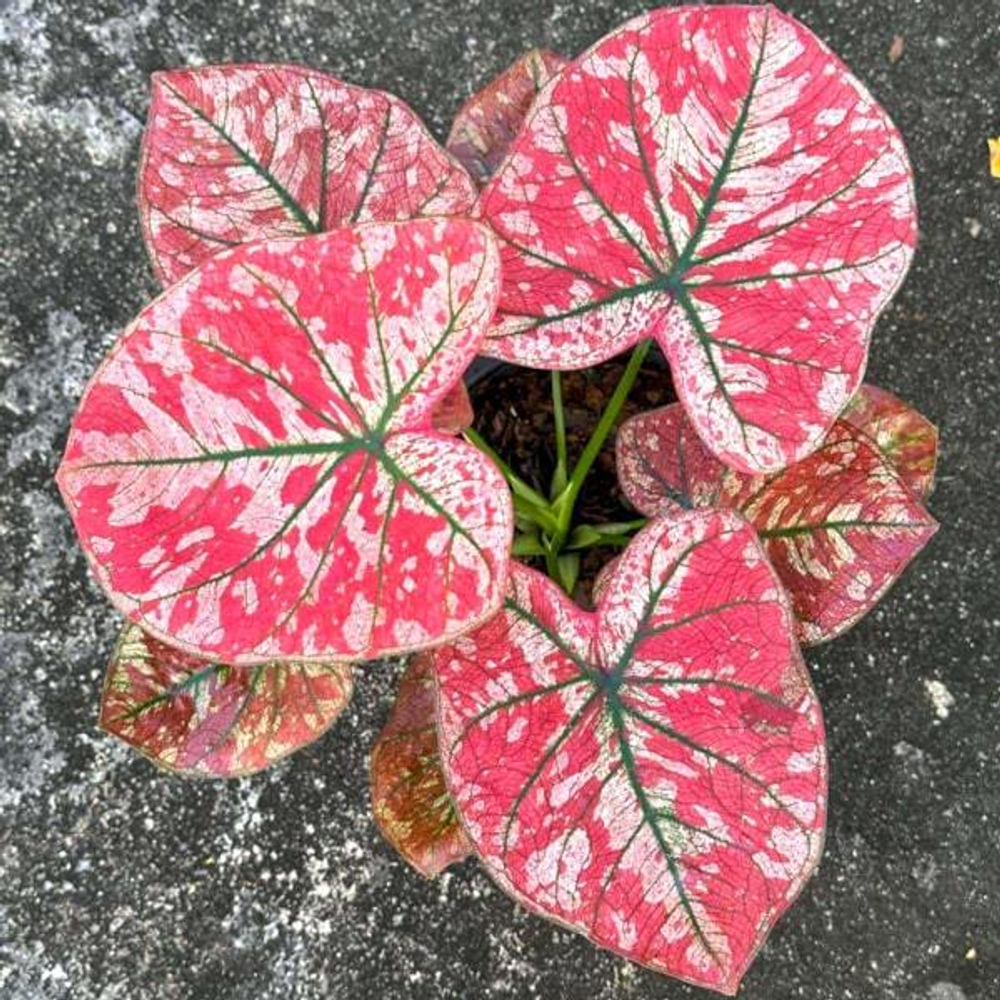 Каладиум HEARTBEAT