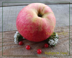 Яблоня Бефорест (Beforest)