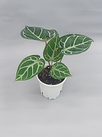 Антуриум Хрустальный 12/30