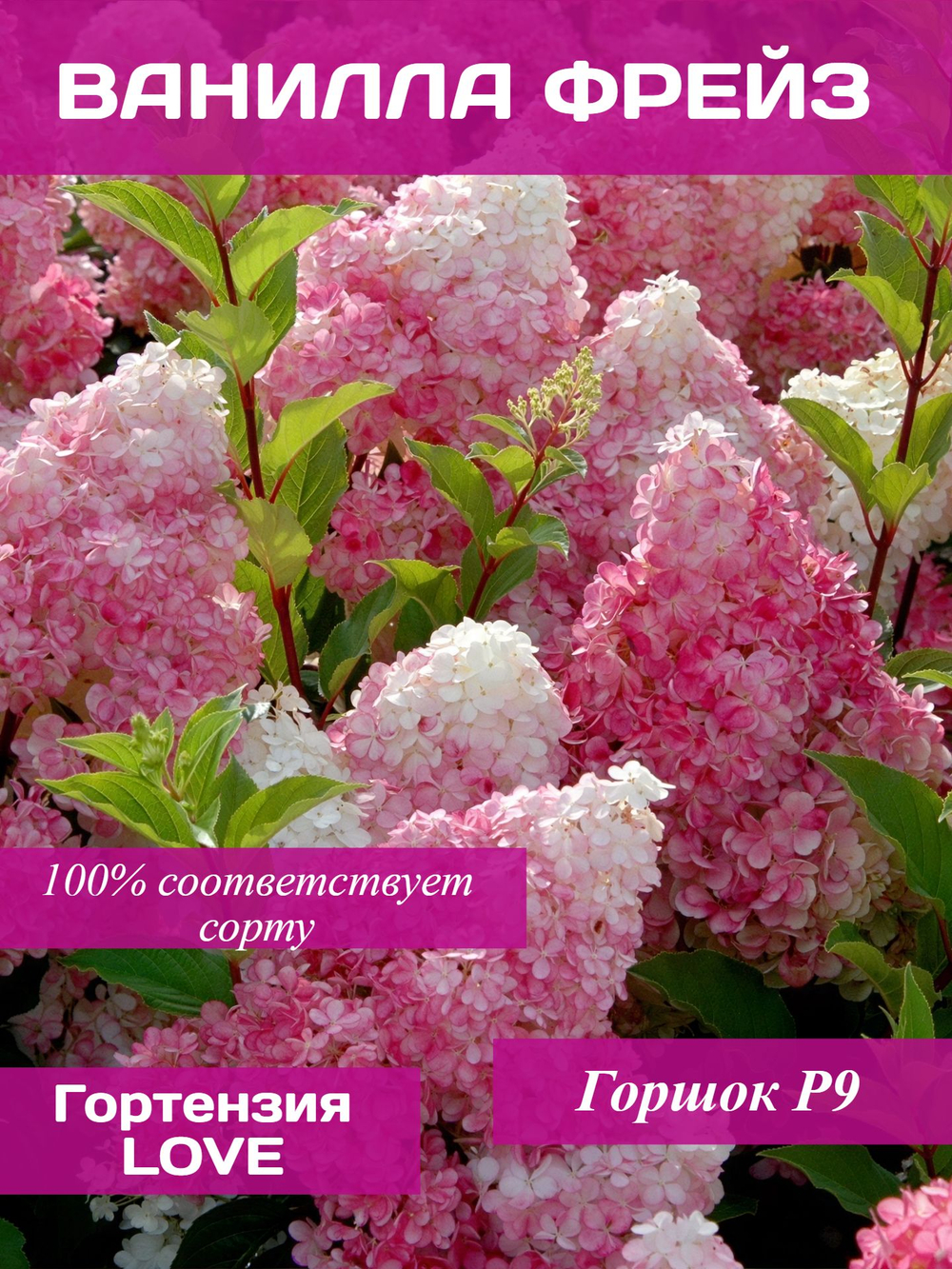 Ванилла Фрейз гортензия метельчатая