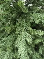 Ель узкая «Графская стройная» (Литая+пвх) от 1,5 м до 2,7 м