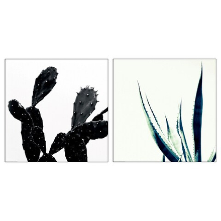 IKEA BILD  (ИКЕА БИЛД)  -  Плакат, Кактус, 50x50 см