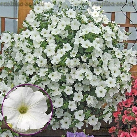 ЕВРО Петуния Surfinia Snow укорененный черенок ОКС февраль 26 Kohen