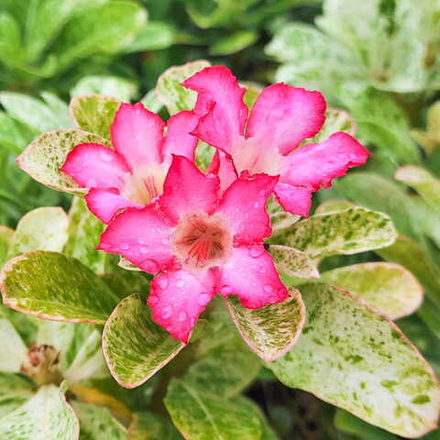 Адениум вариегатный QUEEN OF MARBLE