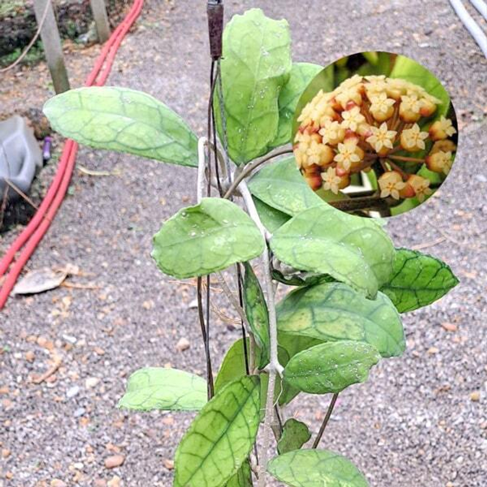 Хойя FINLAYSONII