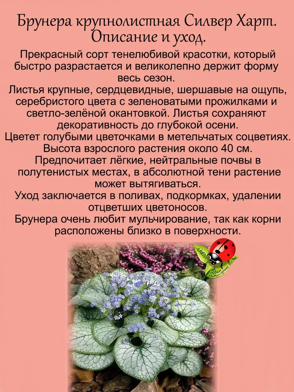 Брунера Силвер Харт крупнолистная