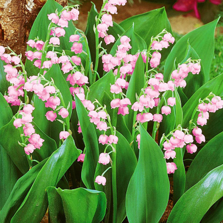 Ландыш майский Розеа С2