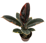 Фикус Эластика Белиз