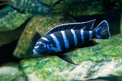 Псевдотрофеус Демасони