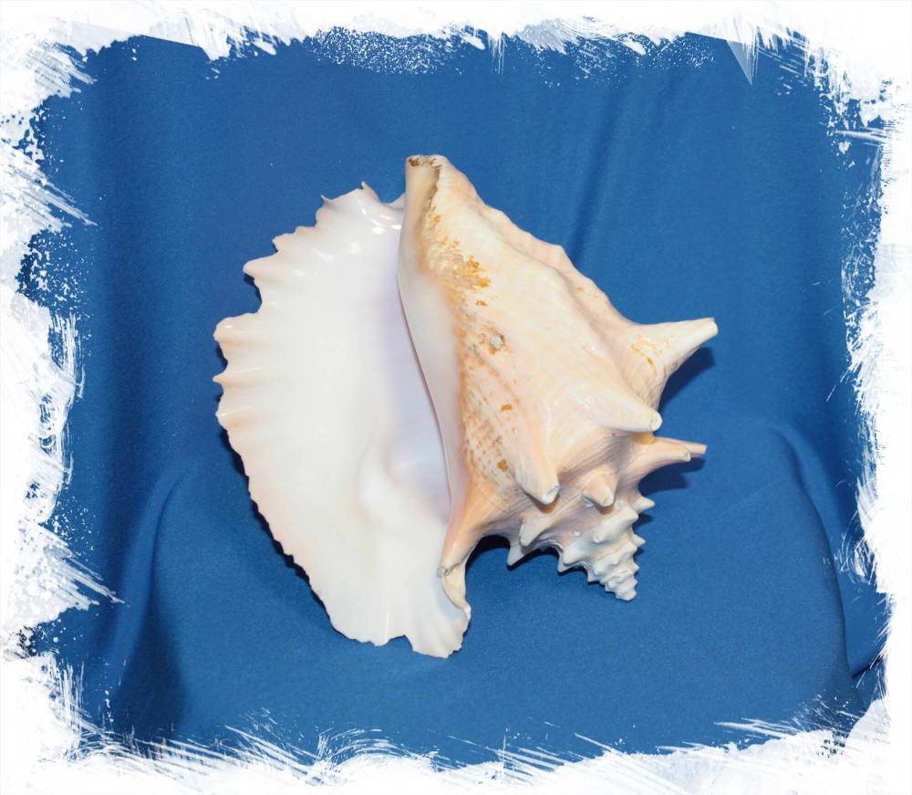 Раковина стромбуса гигаса
