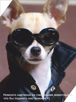 Гроб для собаки