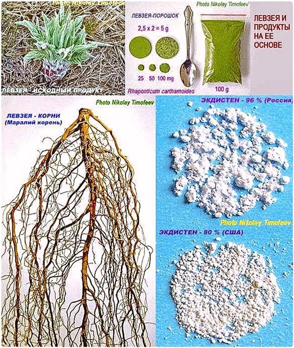 Левзея и продукты на ее основе: левзея-порошок, экдистерон 96%, экдистен 80%, маралий корень