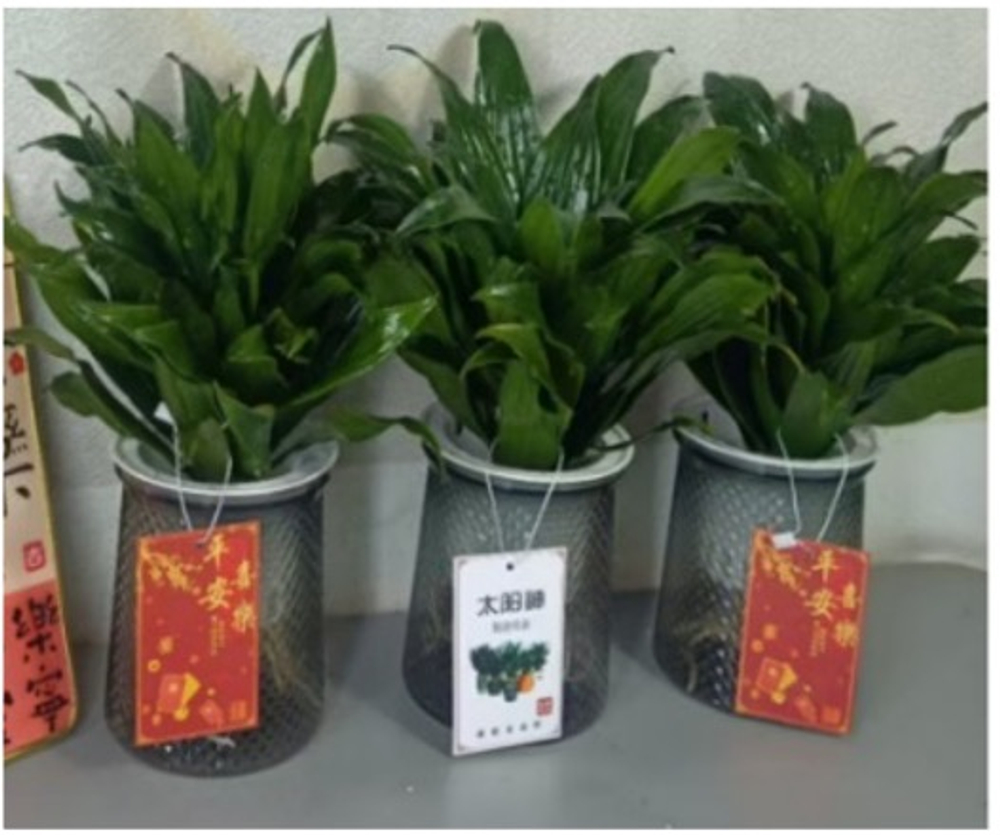 Драцена Sun God д.11 горшок с автополивом