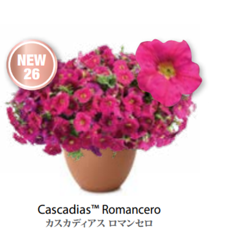 НОВИНКА 26 ЕВРО Petunia Cascadias Romancero укорененный черенок середина декабря 25