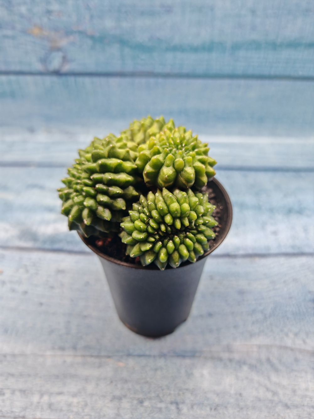 Gymnocalycium Spineless Crested form (Гимнокалициум Кристатный)