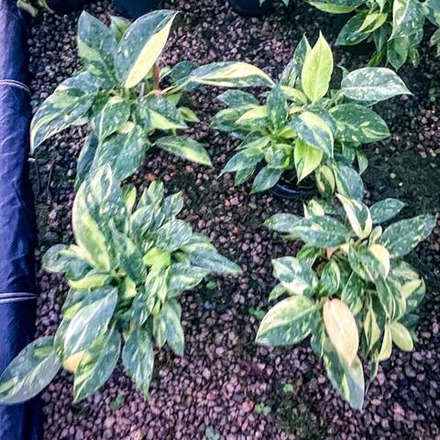 Филодендрон GREEN CONGO MULTIPLE STEMS
