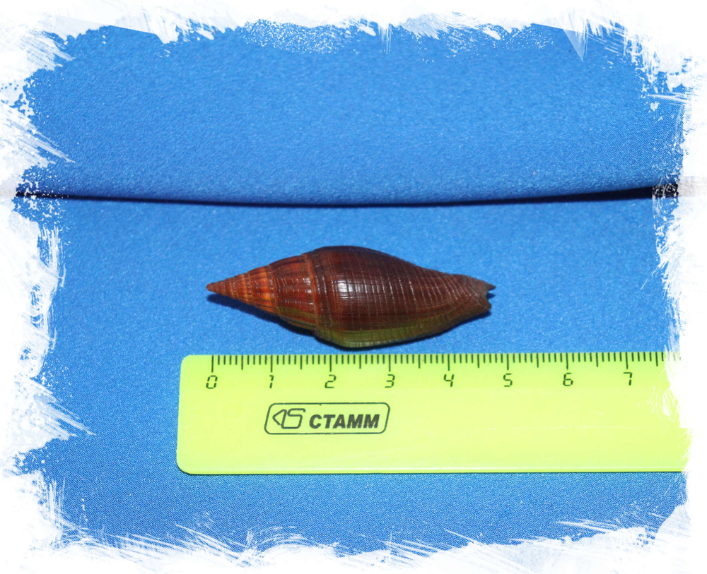 Митра вулпекула, Mitra vulpecula