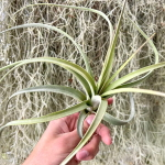 Тилландсия concolor x paucifolia