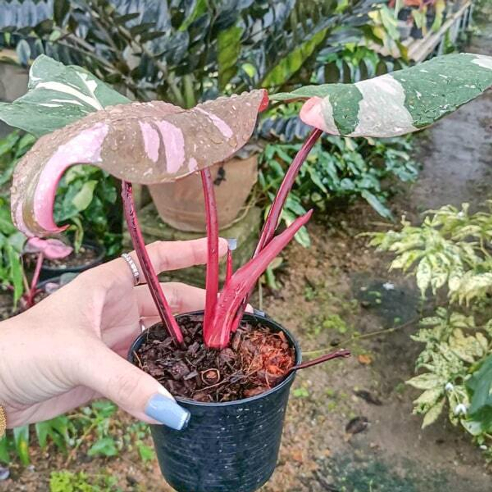 Филодендрон PINK PRINCESS MARBLE KING