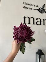 Хризантема одноголовая сливовая от 7 шт