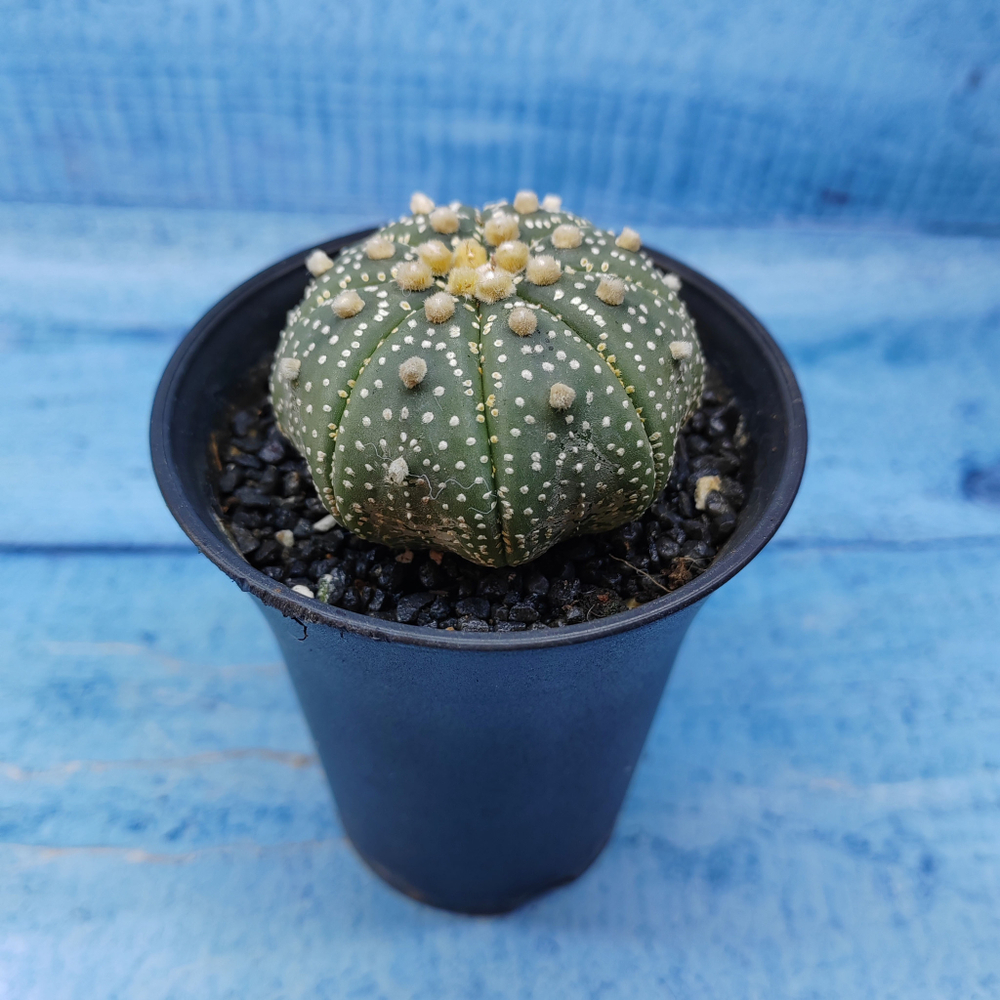 Astrophytum Asterias (Астрофитум)
