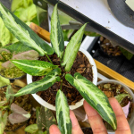 Сингониум GREEN LINE