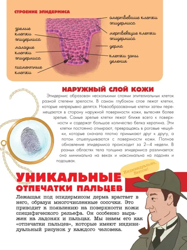 Тело человека