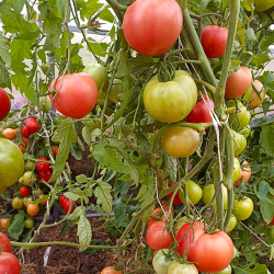 Семена томата Розалин F1, Sakata, 5 шт.