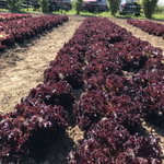 Сенсибель семена салата листового (Rijk Zwaan / Райк Цваан)