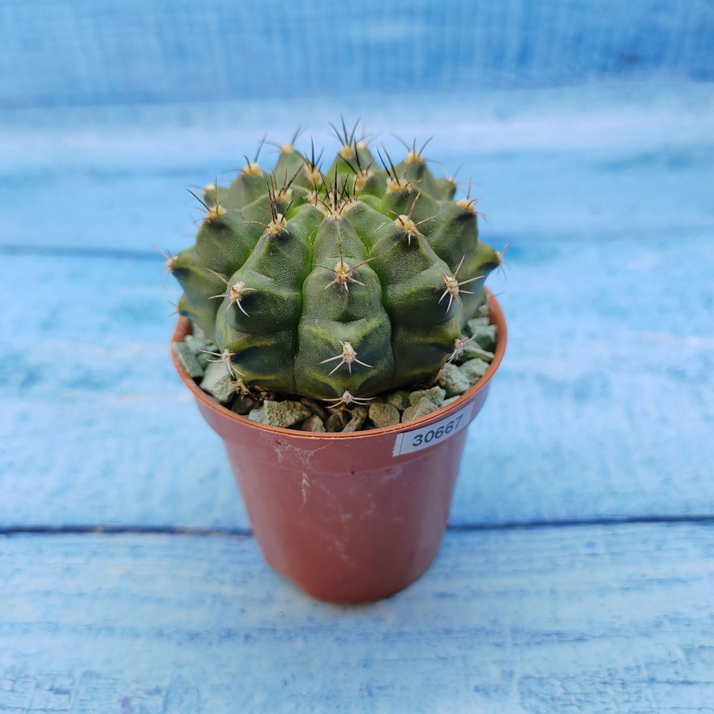 Gymnocalycium Friedrichii (Гимнокалициум)
