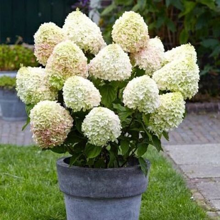 Гортензия метельчатая Саммер Лав С2 20-25