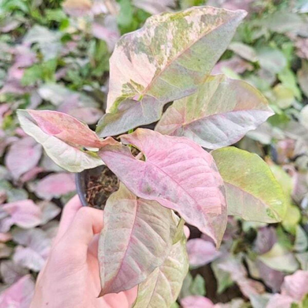 Сингониум PINK SPOT DOUBLE VAR