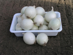 Лук-реп. Комета F1 0,5г Мировые Семена VITA GREEN