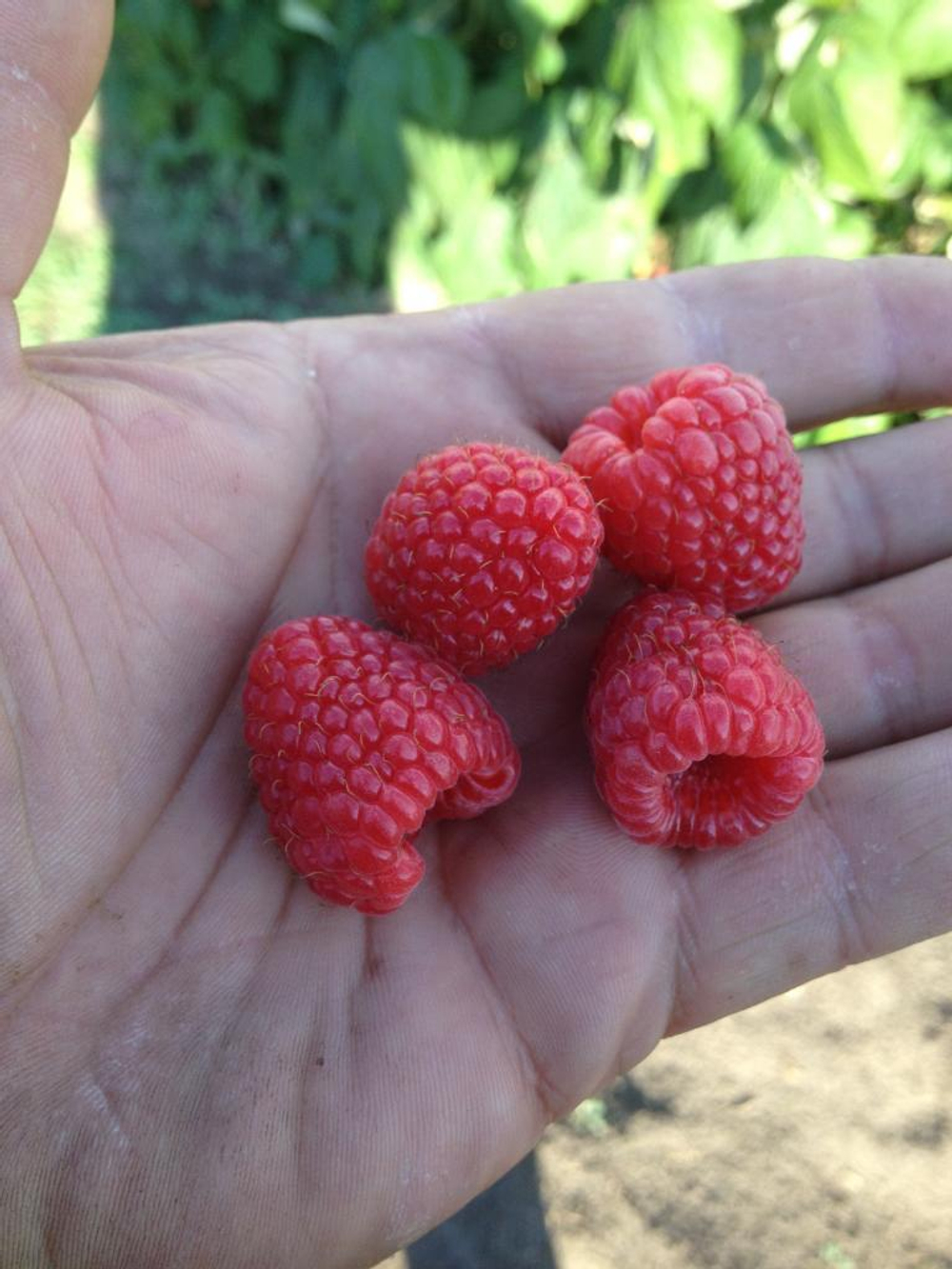 Малина ремонтантная сорт Херитейдж