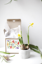 Кашпо бетонное цилиндр 8/5 серый с первоцветом