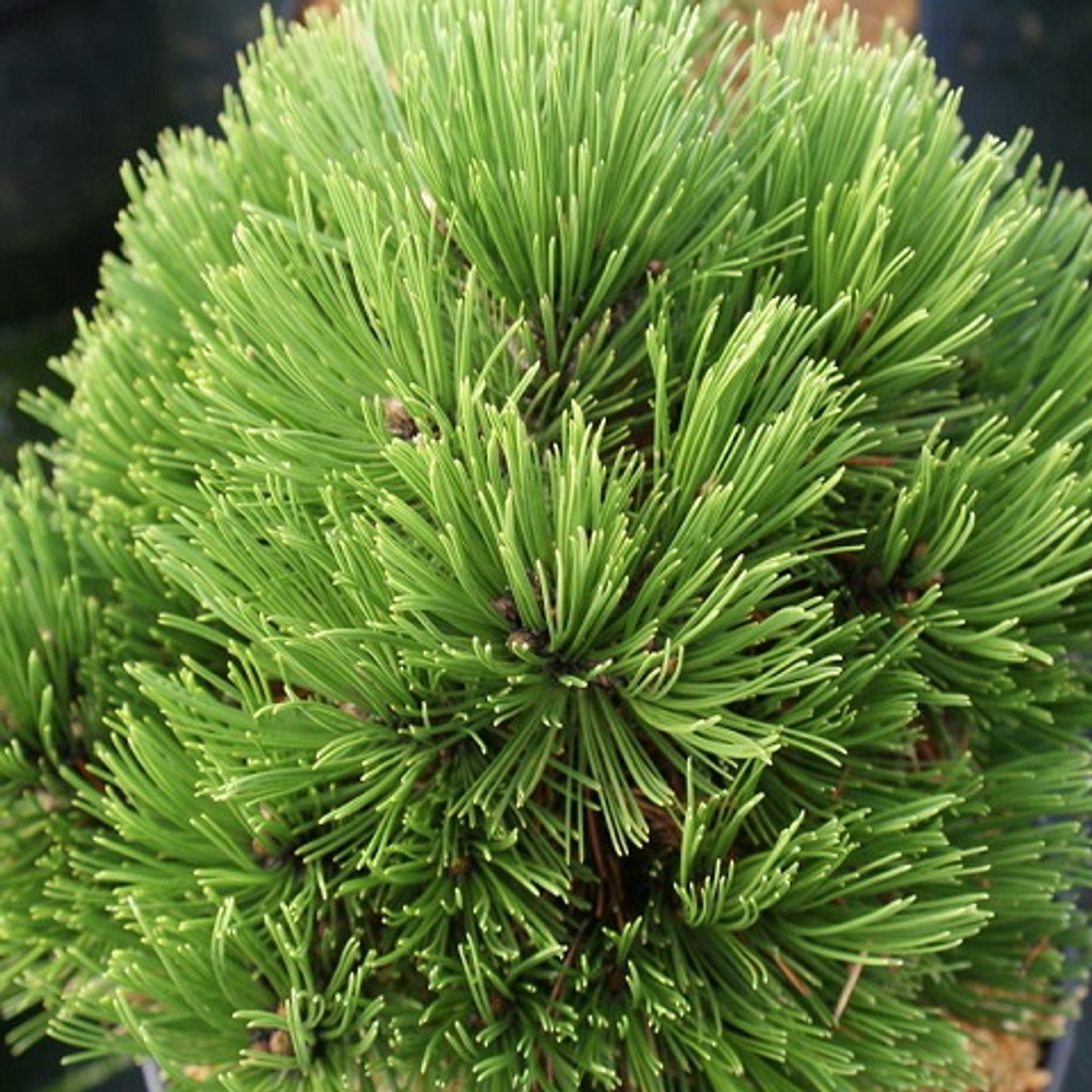 Сосна белокорая Шмидта