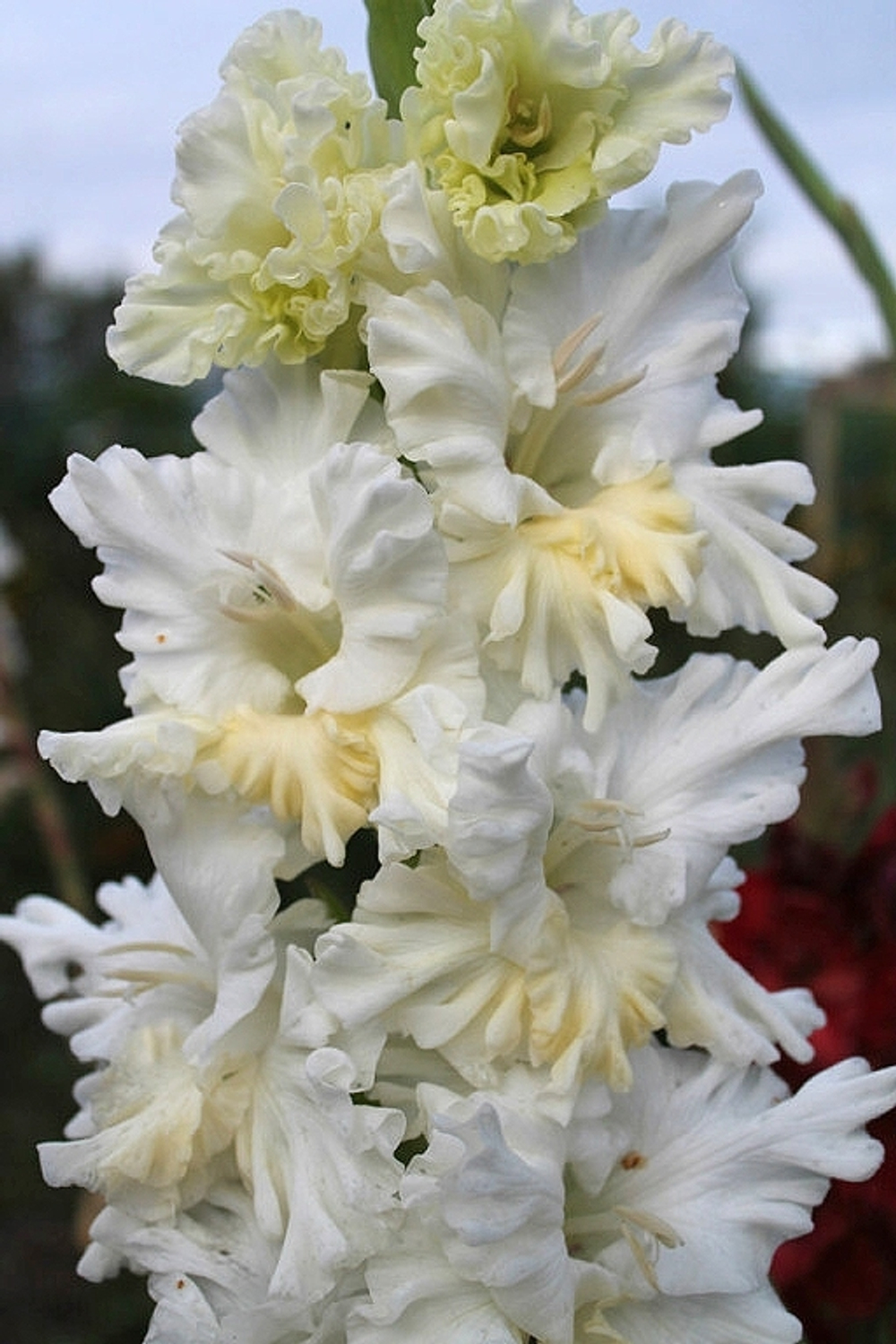 Гладиолус Gera Summum (Гофрированный)