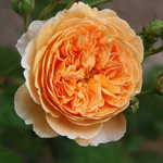 Роза английская Crown Princess Margareta