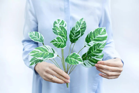 Калатея Луиза малая