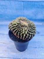 Gymnocalycium Spineless Crested form (Гимнокалициум)