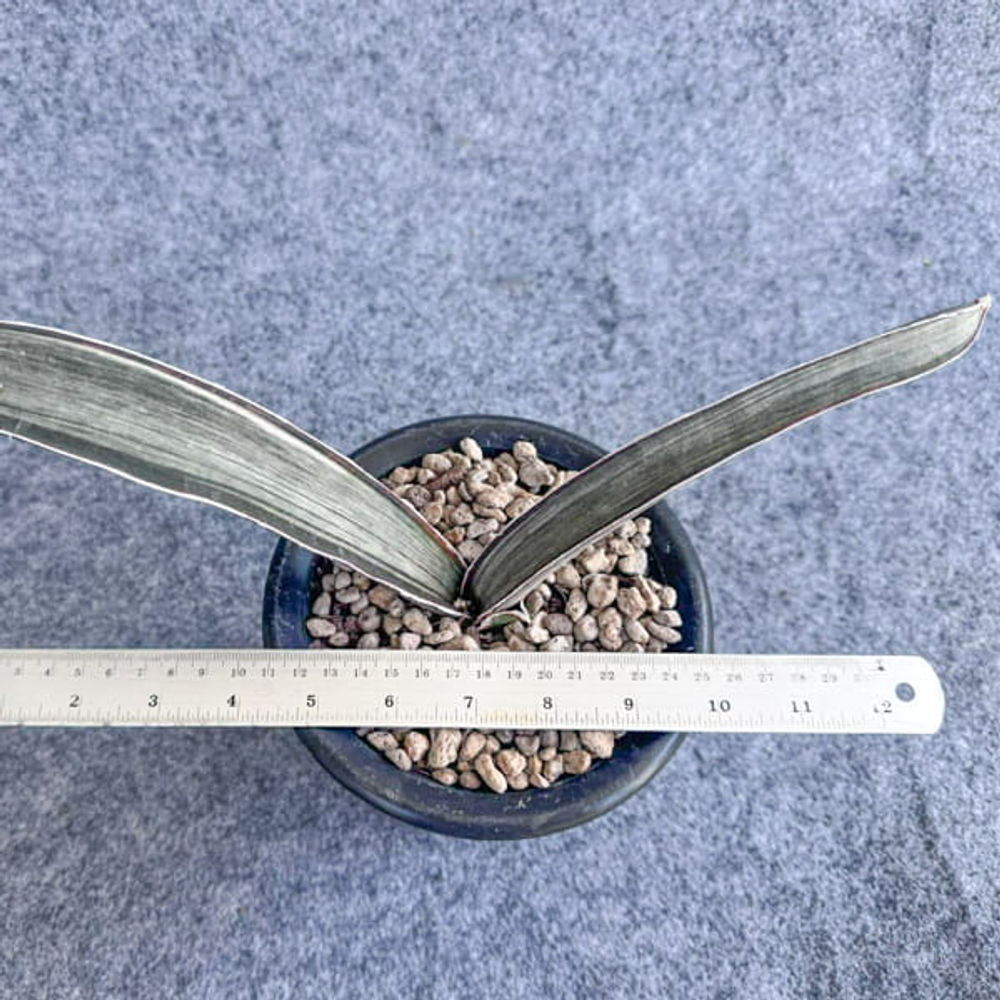 Сансевиерия HALLII DARK PINK WHITE VAR s.L