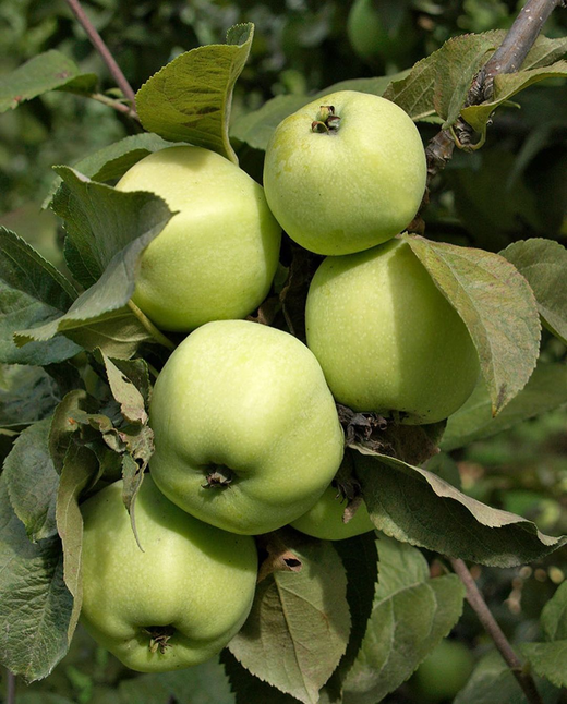 Яблоня Антоновка Обыкновенная подвой 54-118, полукарликовый С5 Закупка М69 июнь 2026