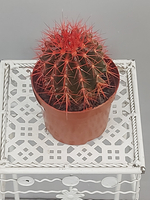 Эхинокактус Грузони 12/12