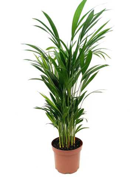 Хризалидокарпус