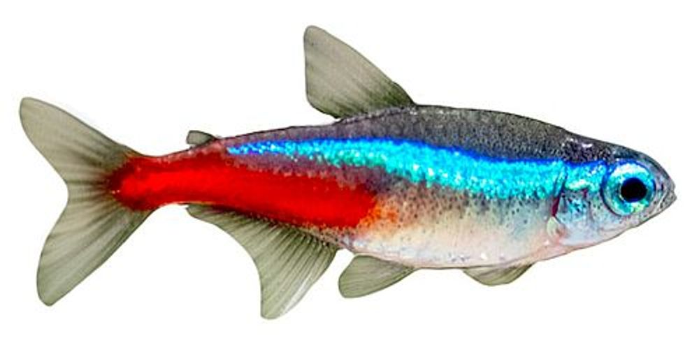 Неон голубой (L-2012, S-393)