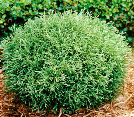 Туя Мистер Боулинг Болл (Thuja occidentalis Mr Bowling Ball) р9 август 2026.